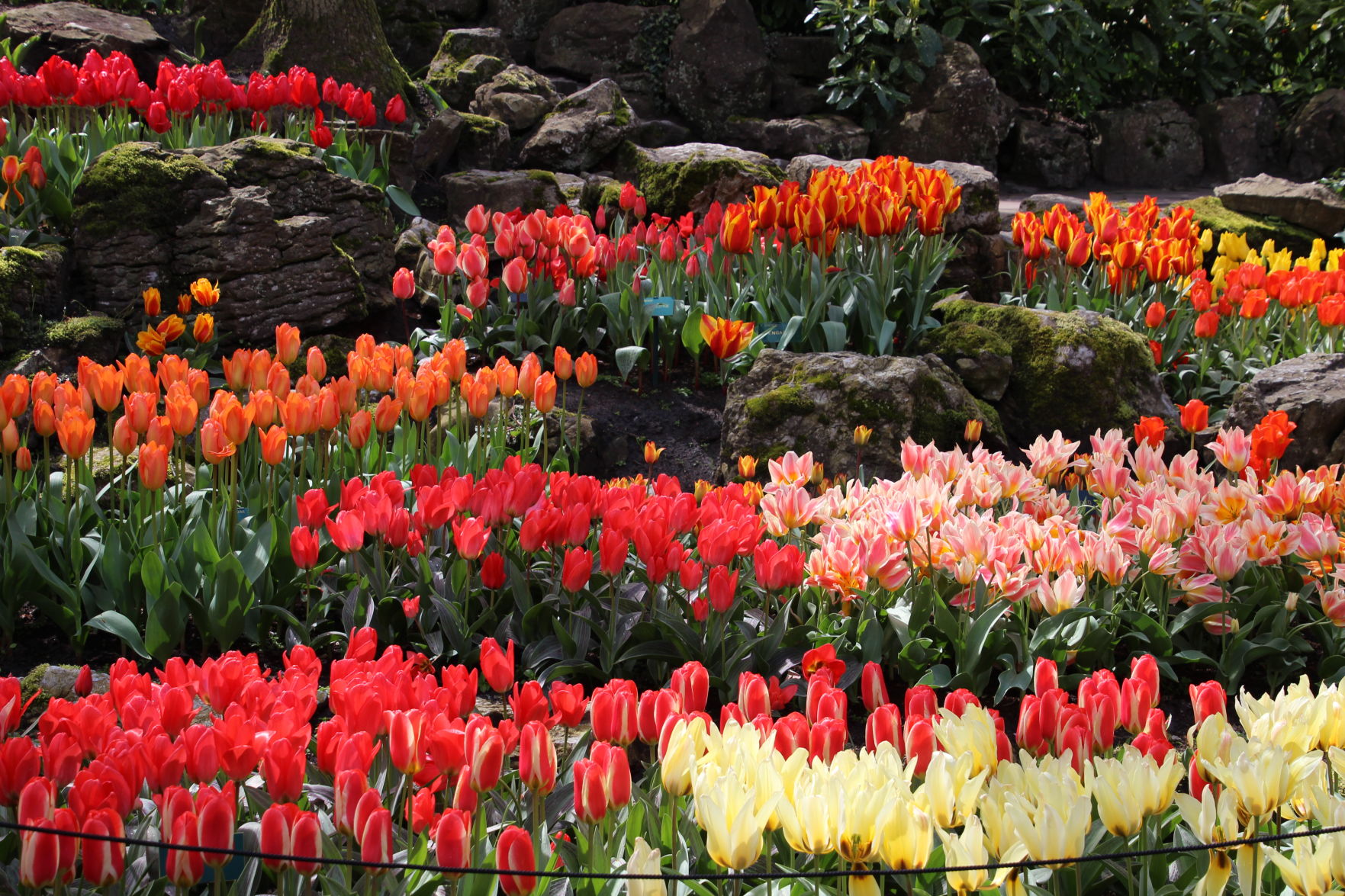 Tulips